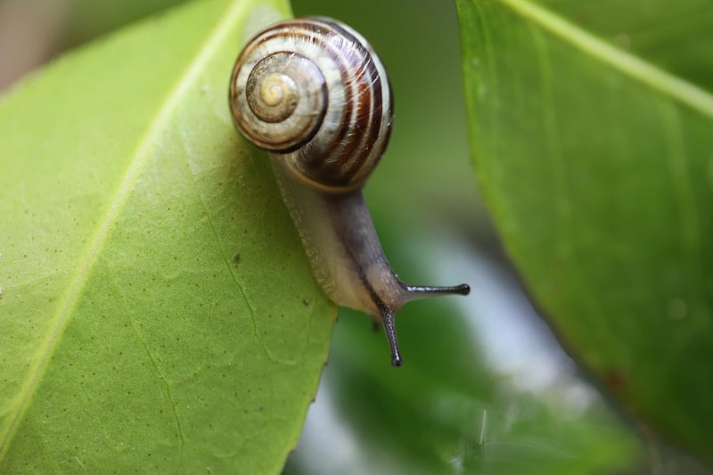 Snails